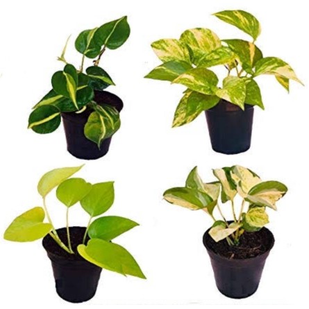 Pack of 4 Best Air Purifying Plants